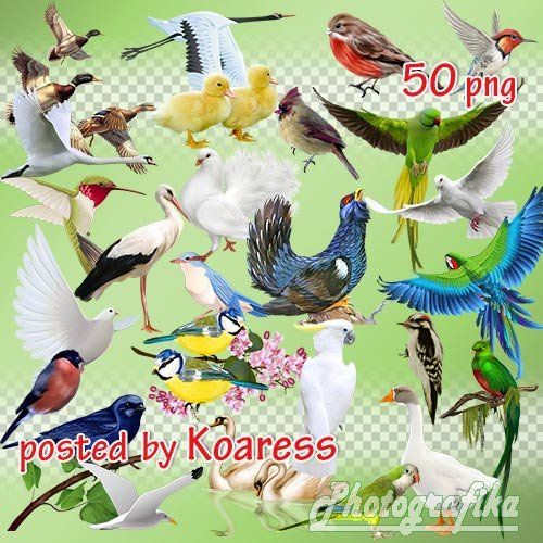 Png клипарт для фотошопа - Разнообразные птицы на прозрачном фоне